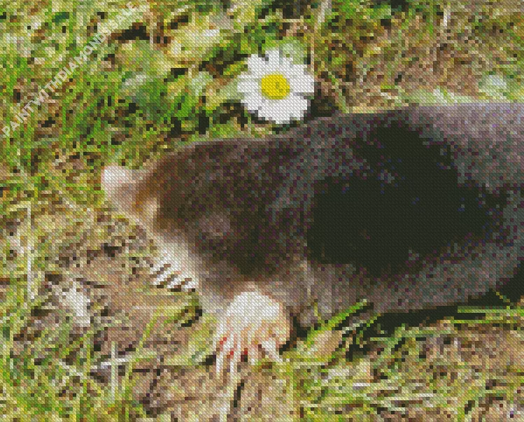 Mole in grass Diamond By Numbers Mole In Grass Diamond Painting