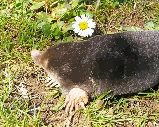 Mole in grass Diamond Paintings Mole In Grass Diamond Painting