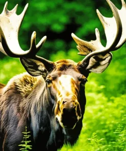 Moose And Big Antlers Diamond Painting
