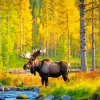 Moose In A Forest Diamond Painting