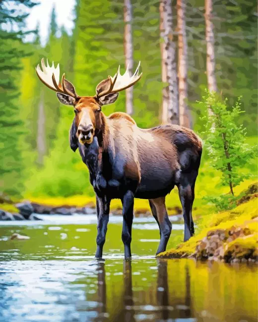 Moose in a lake Diamond Paintings Moose In A Lake Diamond Painting