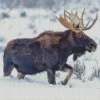 Moose In Snow Diamond Painting