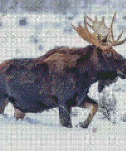 Moose In Snow Diamond Painting