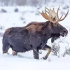 Moose In Snow Diamond Painting
