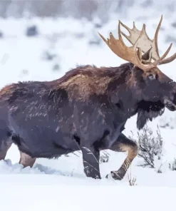 Moose In Snow Diamond Painting