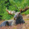 Moose With Big Antlers Diamond Painting