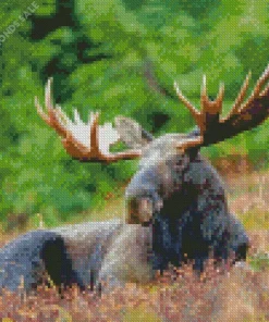 Moose With Big Antlers Diamond Painting