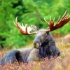 Moose With Big Antlers Diamond Painting