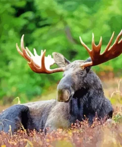 Moose With Big Antlers Diamond Painting