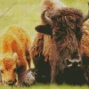 Mother And Calf Bisons Diamond Painting