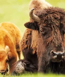 Mother And Calf Bisons Diamond Painting