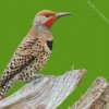 Northern Flicker Diamond Painting