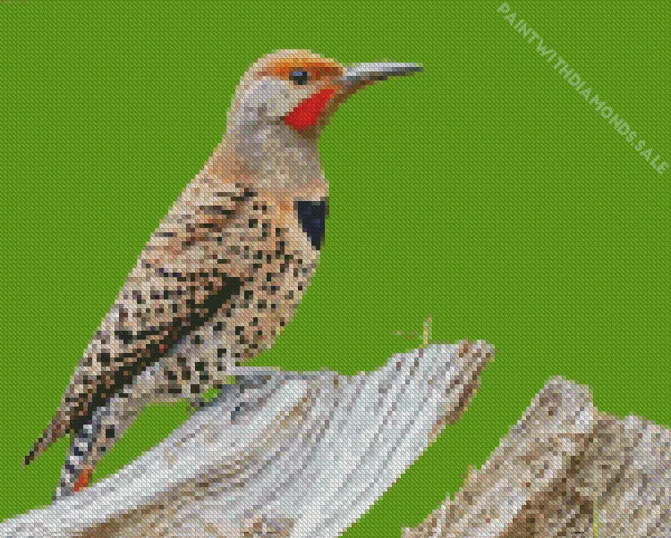 Northern flicker Diamond By Numbers Northern Flicker Diamond Painting