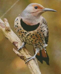 Northern Flicker Art Diamond Painting