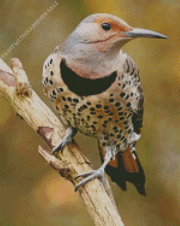 Northern flicker Diamond Dotz Northern Flicker Art Diamond Painting