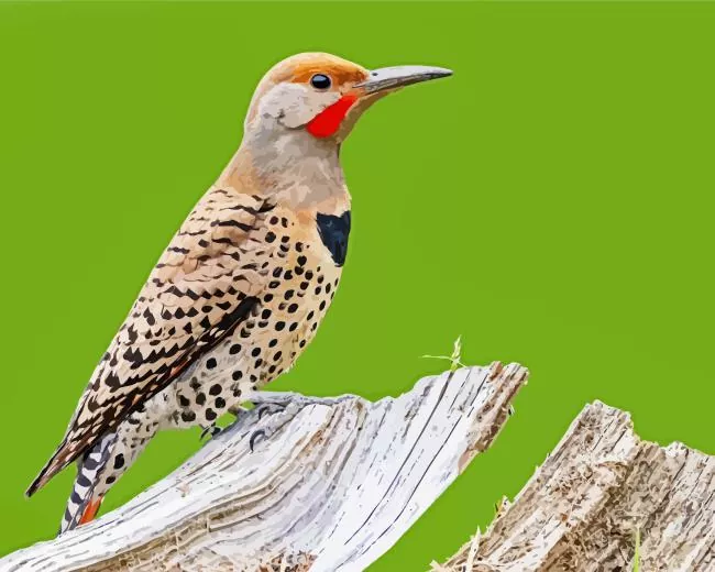 Northern flicker Diamond Paints Northern Flicker Diamond Painting