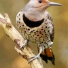 Northern Flicker Art Diamond Painting