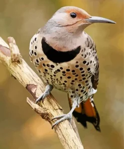 Northern Flicker Art Diamond Painting