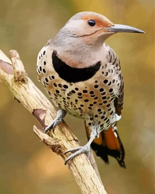 Northern flicker Diamond With Numbers Northern Flicker Art Diamond Painting