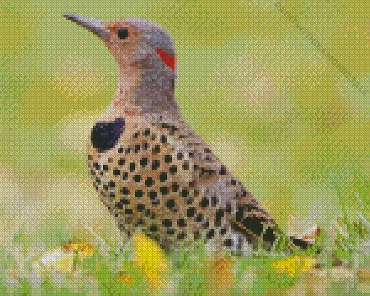 Northern flicker bird Diamond Dotz