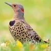 Northern Flicker Bird Diamond Painting