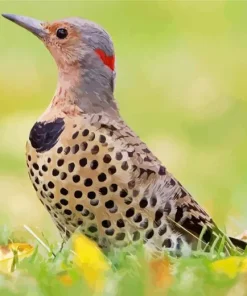 Northern Flicker Bird Diamond Painting