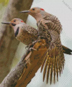 Northern Flickers Diamond Painting