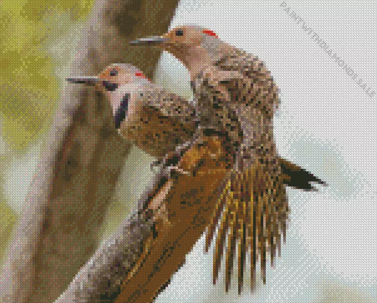 Northern flickers Diamond Dotz Northern Flickers Diamond Painting