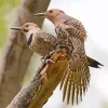 Northern Flickers Diamond Painting