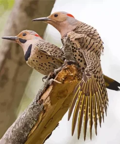 Northern Flickers Diamond Painting