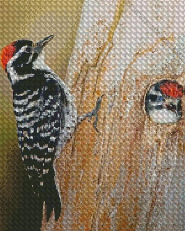Nuttalls woodpecker Diamond By Numbers Nuttalls Woodpecker Diamond Painting