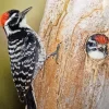 Nuttalls Woodpecker Diamond Painting