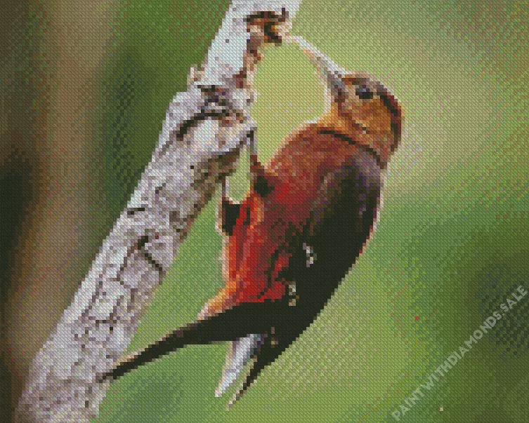Okinawa woodpecker Diamond By Numbers Okinawa Woodpecker Diamond Painting