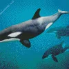 Orca Diamond Painting