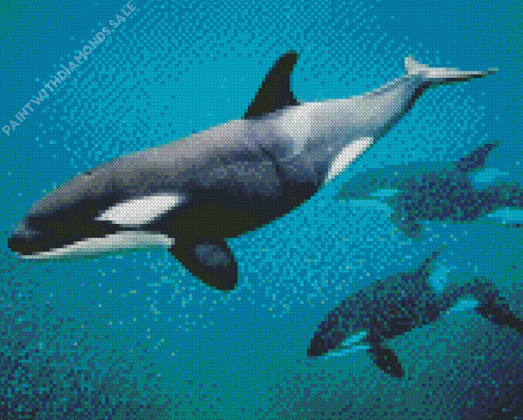 Orca Diamond Paintings Orca Diamond Painting