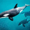 Orca Diamond Painting