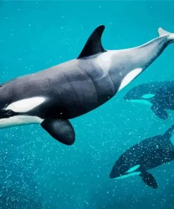 Orca Diamond Painting