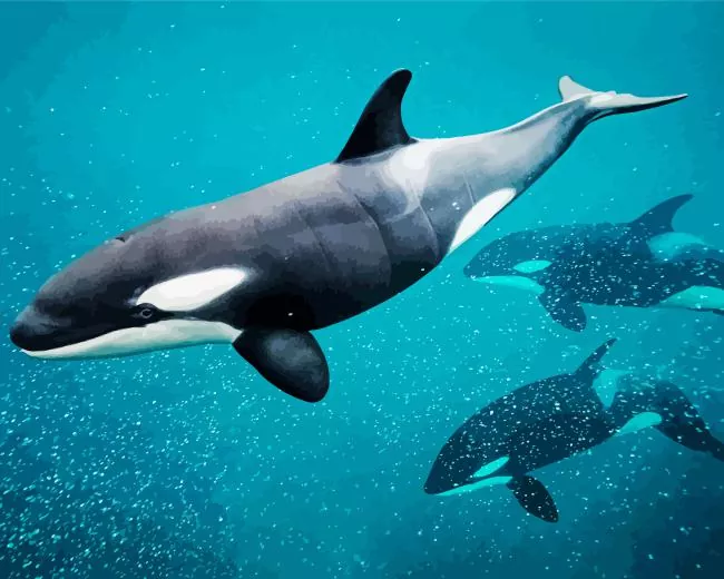 Orca Diamond With Numbers Orca Diamond Painting