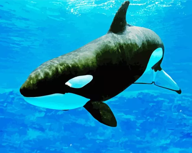 Orca fish art Diamond By Numbers Orca Fish Art Diamond Painting