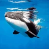 Orca Underwater Diamond Painting