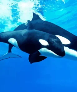 Orca Whales Couple Diamond Painting