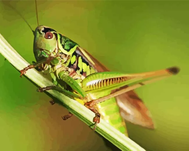 Orthoptera Diamond Paints Orthoptera Diamond Painting