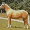 Palomino Diamond Painting