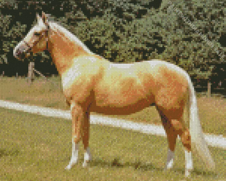 Palomino Diamond By Numbers Palomino Diamond Painting