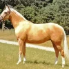 Palomino Diamond Painting