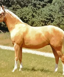 Palomino Diamond Painting