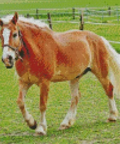 Palomino Horse Diamond Painting