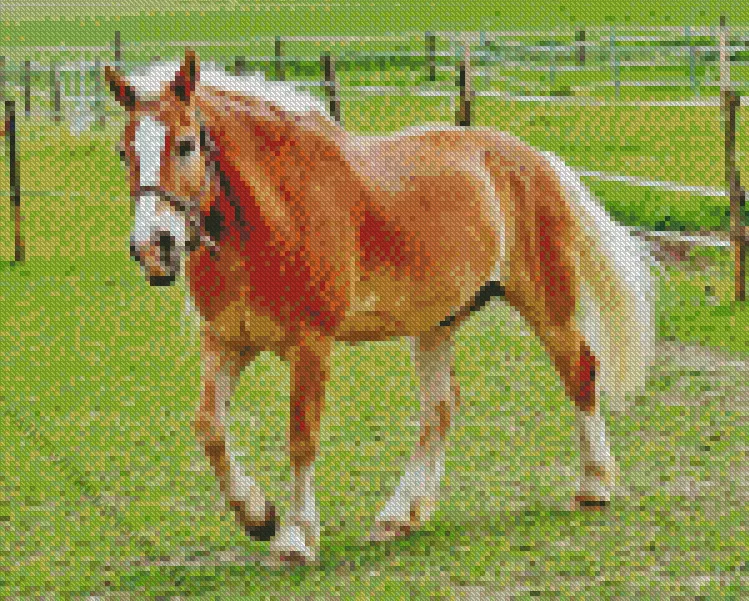 Palomino horse Diamond By Numbers Palomino Horse Diamond Painting