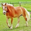 Palomino Horse Diamond Painting
