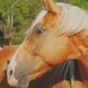 Palomino Horse Head Diamond Painting